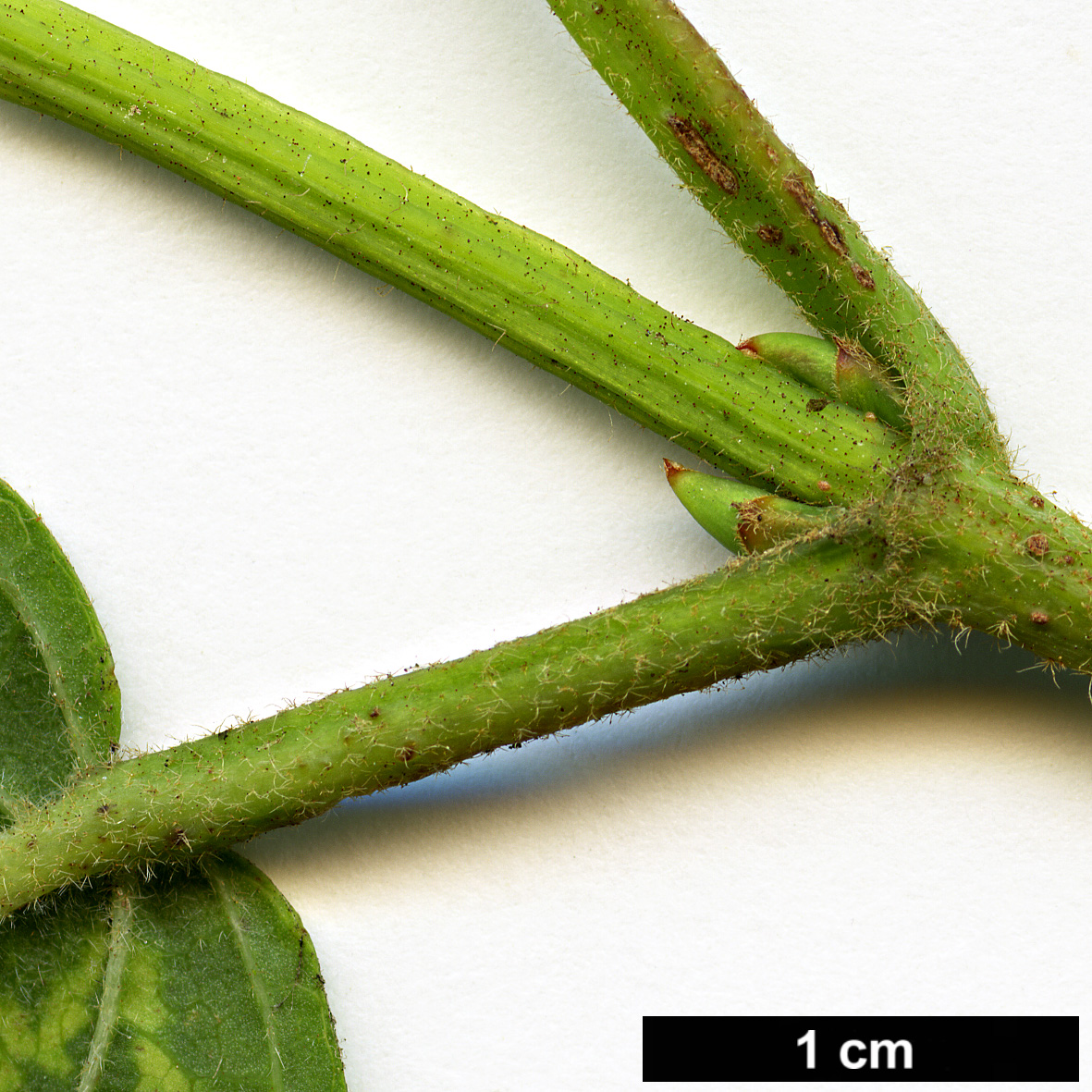 High resolution image: Family: Adoxaceae - Genus: Viburnum - Taxon: dentatum - SpeciesSub: var. pubescens